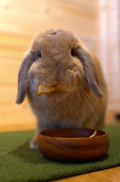 うさぎハウス Daniel