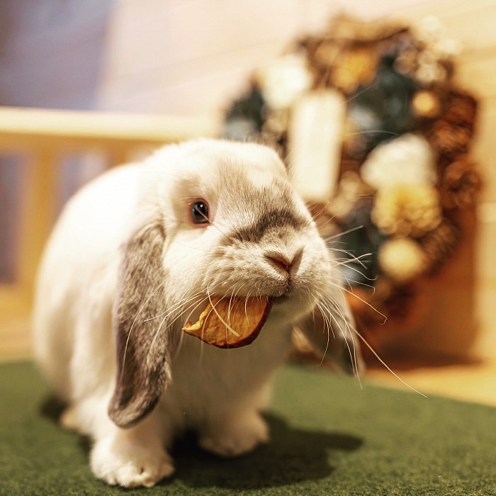 ふれあい　うさぎ　販売　ウサギ　大阪　動物　カフェ