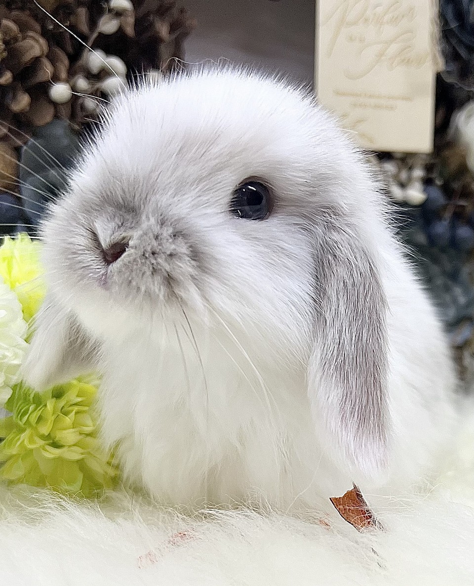 ふれあい　うさぎ　販売　ウサギ　大阪　動物　カフェ