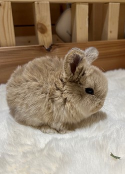 生後　日