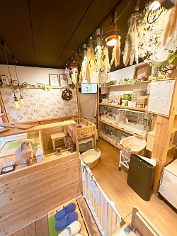 うさぎ　大阪