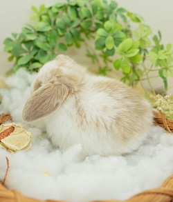 生後　日