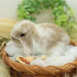 生後　日