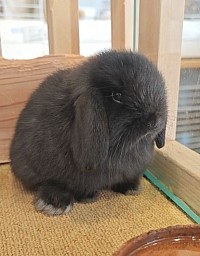 ブラック
