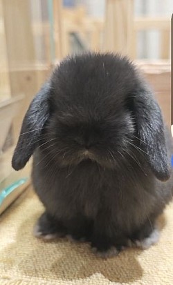 うさぎ　大阪　販売