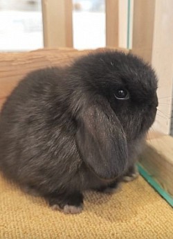 うさぎ　販売　大阪