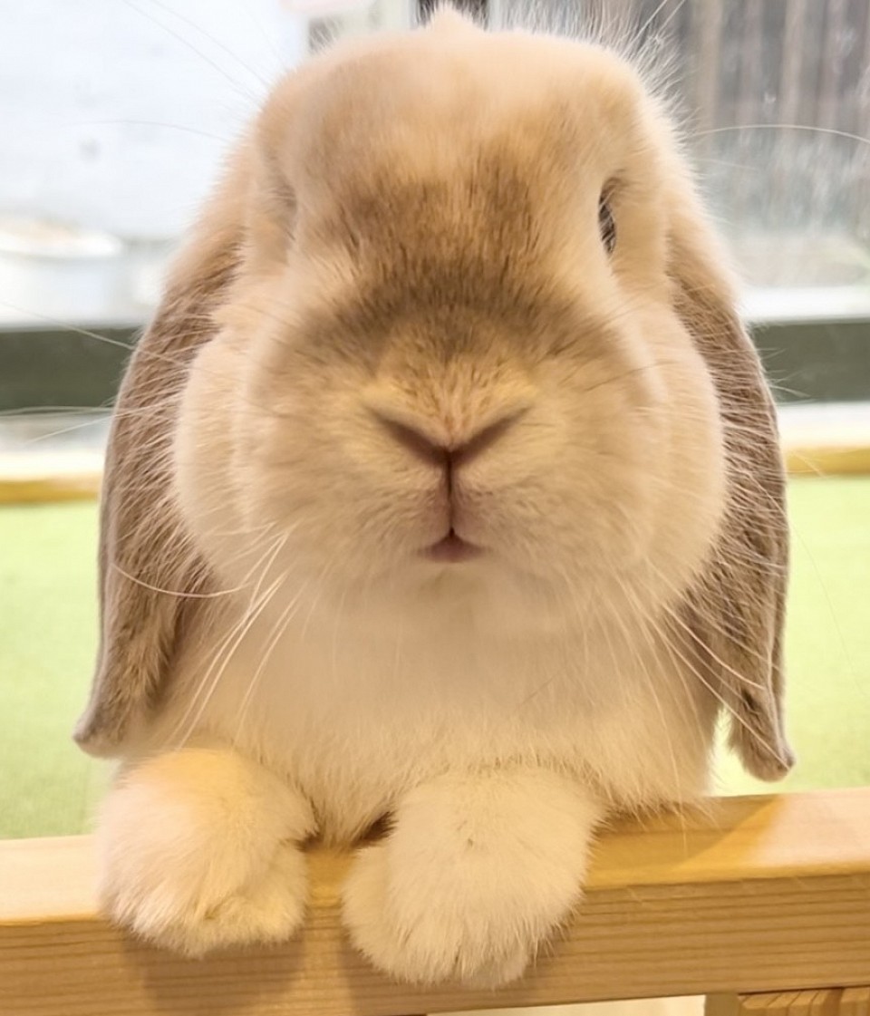 ふれあい　うさぎ　販売　ウサギ　大阪　動物　カフェ